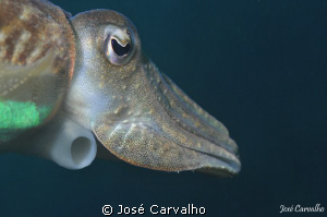 Close-up of a cuttlefish, from a different angle - Sesimb... by José Carvalho 